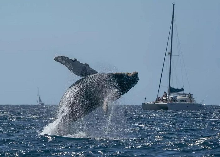 Whale Watching Tour Samaná
