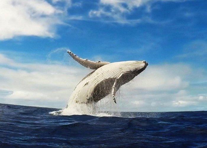 Luxury Whale Watching Tour