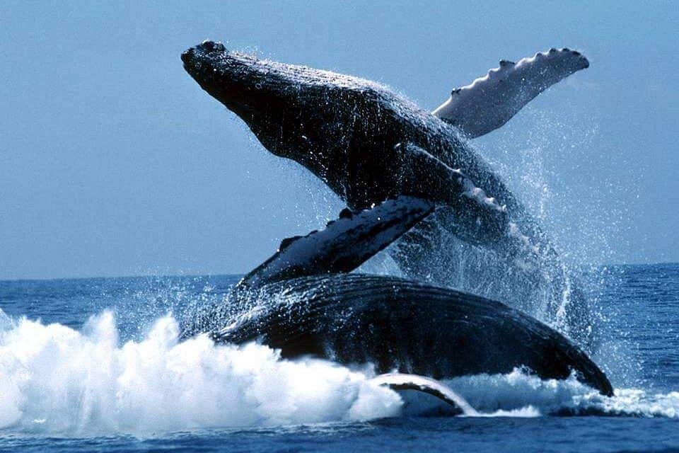 Private Whale Watching Tour